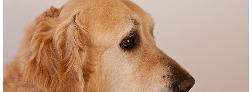 Golden retriever, pet photography western Cape