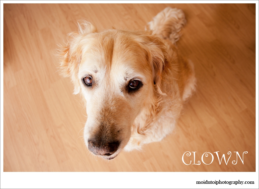 Golden retriever, pet photography western Cape