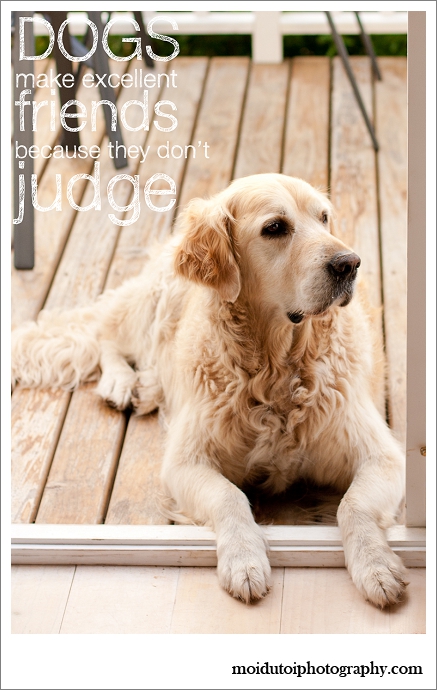Golden retriever, pet photography western Cape