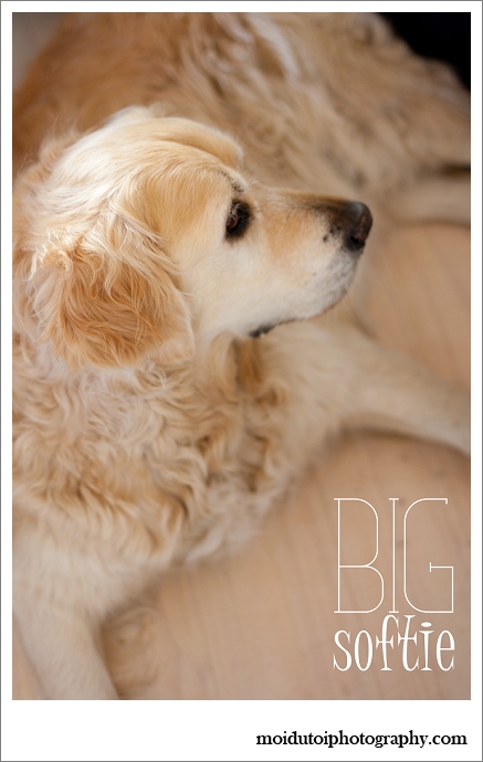 Golden retriever, pet photography western Cape