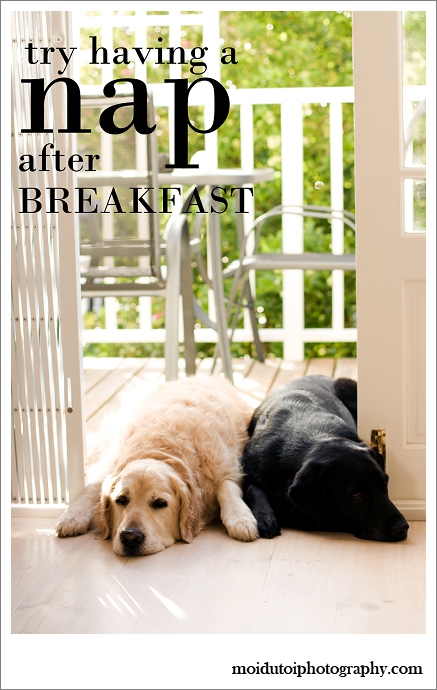 Golden retriever, pet photography western Cape, labrador