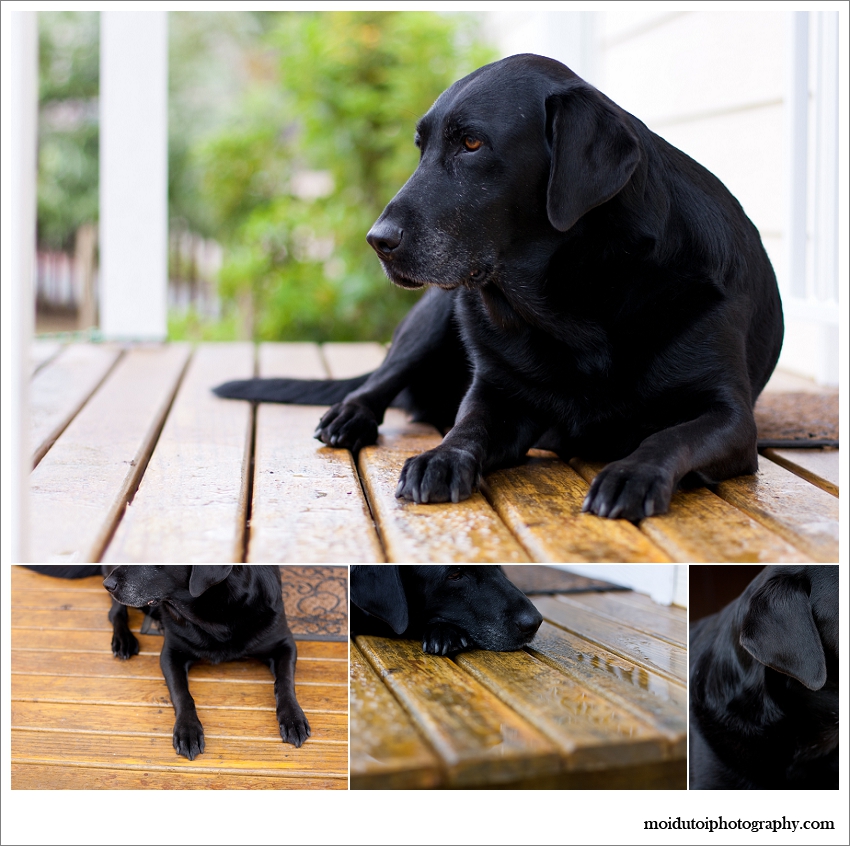 Portrait of black dog, pet photography, pet photographer Cape