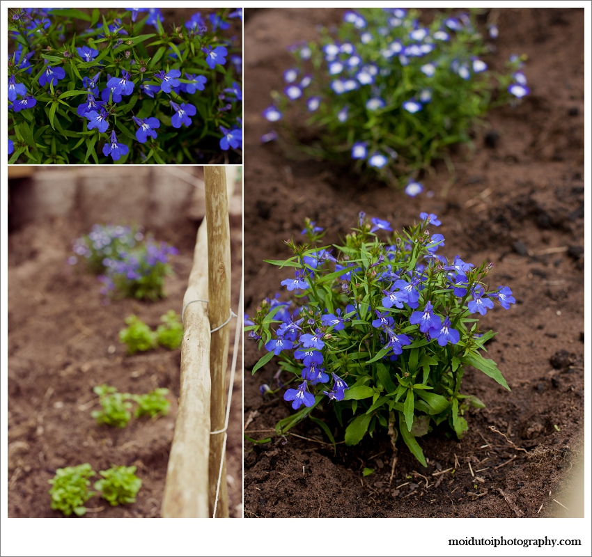 lobelia in natural light, blue lobelia