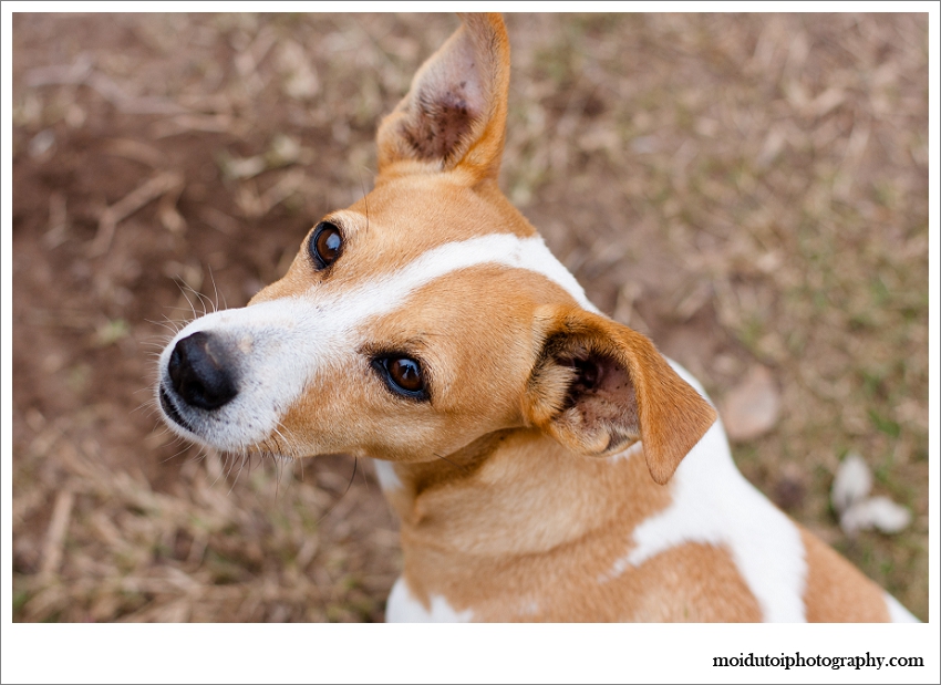 Jack Russell, Pet photography Western Cape, Jack Russell natural light portraits, moi du toi pet photography