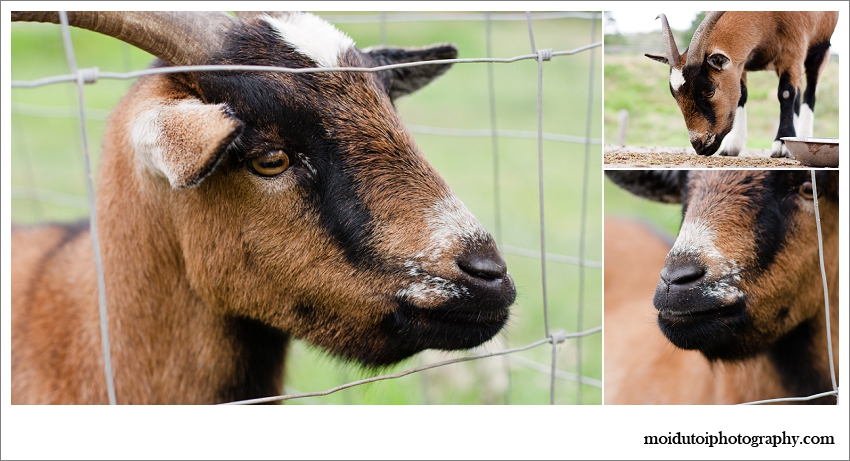 Timberlake village, brown goat