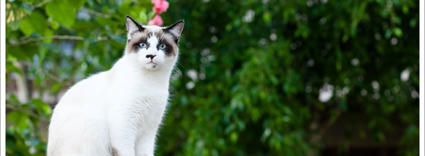 Cat sitting on a wall in Sedgefield