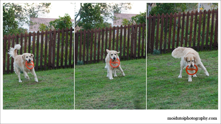 pet photography, dog playing and hurts his paw