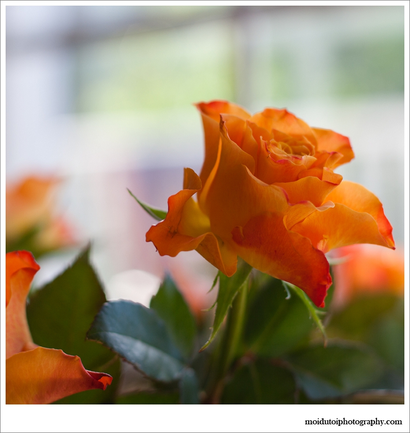 natural light photography, orange roses