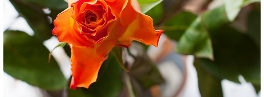 Orange roses window light
