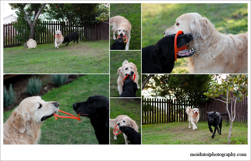pet photography, dogs playing
