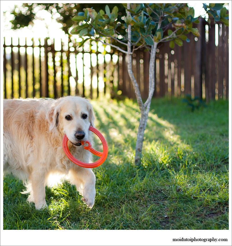 Backlit image of golden retriever playing fetch