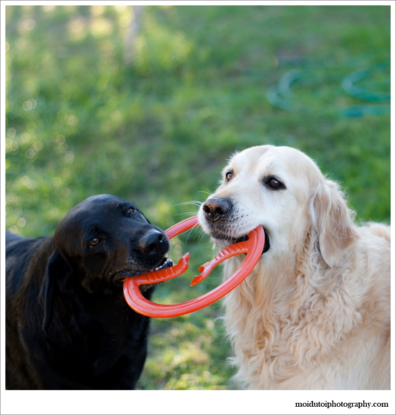 pet photography of dogs playing