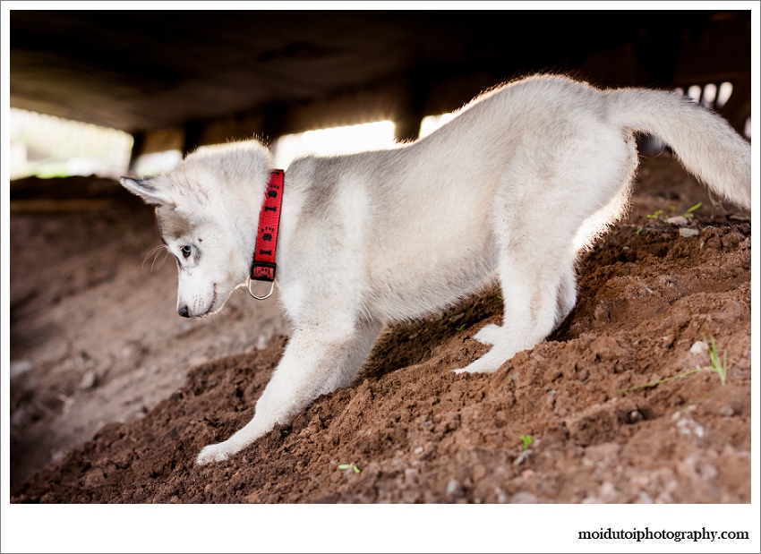 Siberian Husky puupy, pet photography, puppy photography