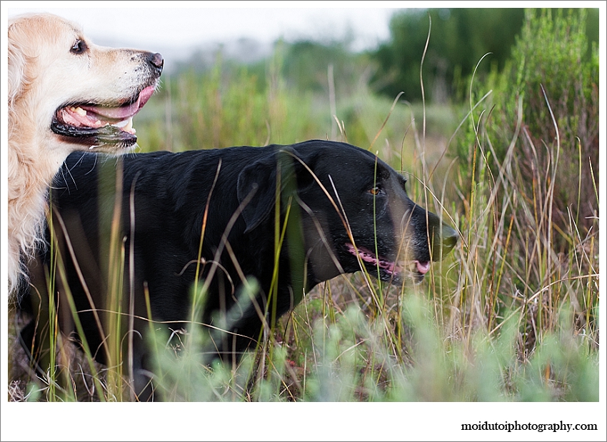 Golden retriever and black labrador photoshoot outdoor
