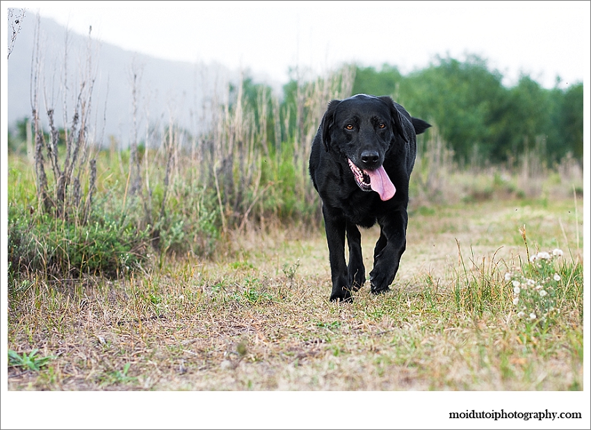Black labrador pet photography