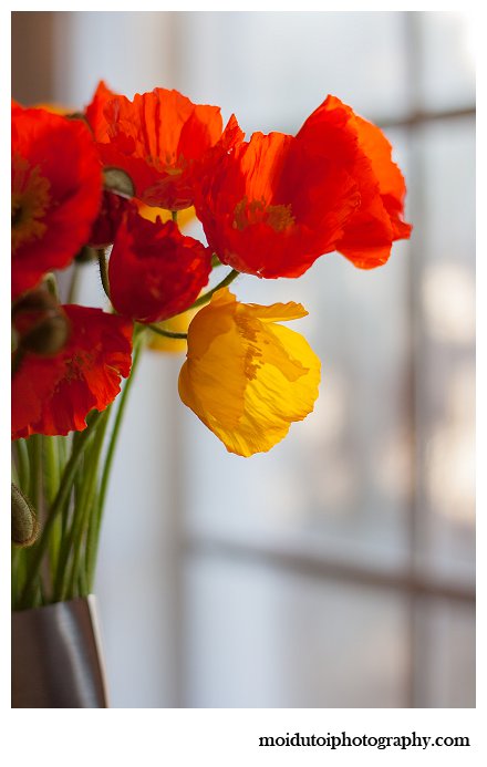Poppies, window light