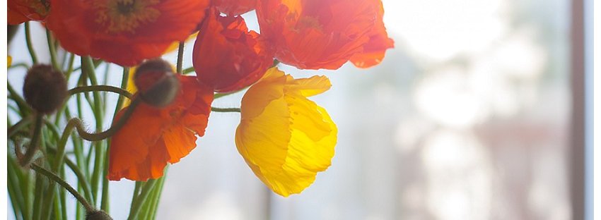Poppies, window light