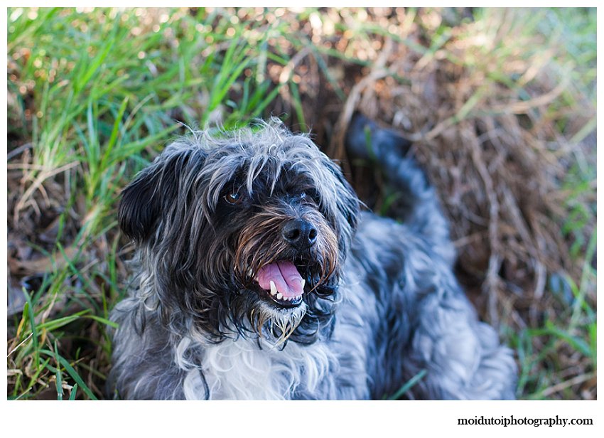 Cute Scruffy dog poses for photographs in Knysna
