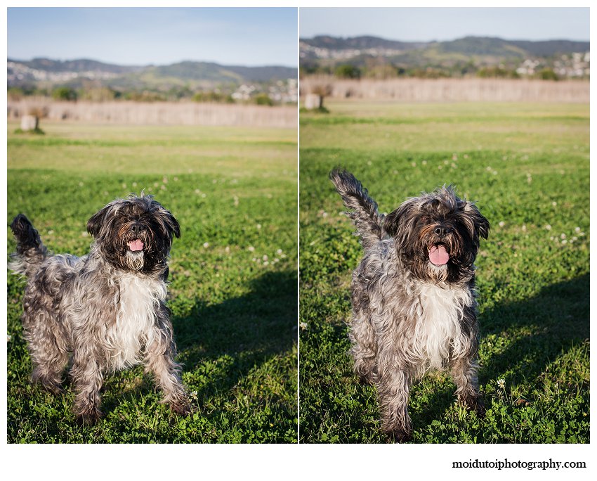 Cute Scruffy dog poses for photographs in Knysna