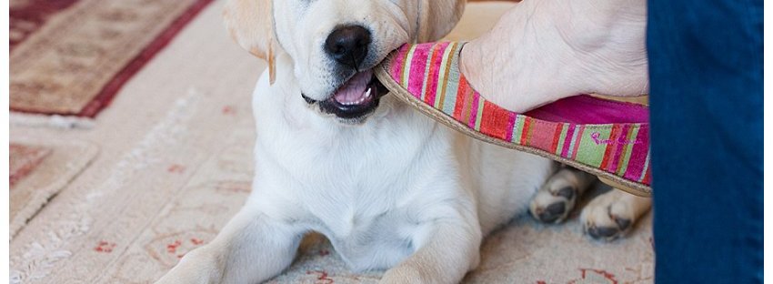 Labrador puppy, sedgefield pet photography