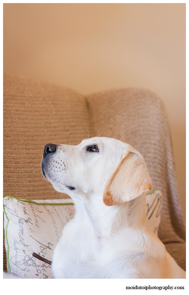 Labrador puppy golden 