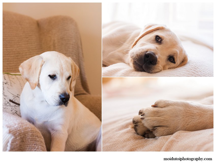 Labrador puppy pet photos