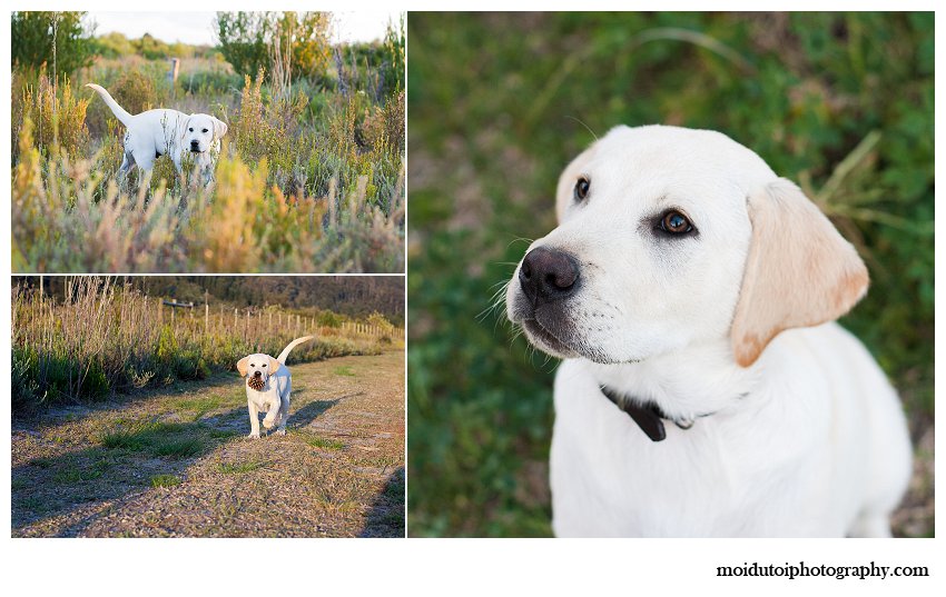 Puppy outdoor photoshoot