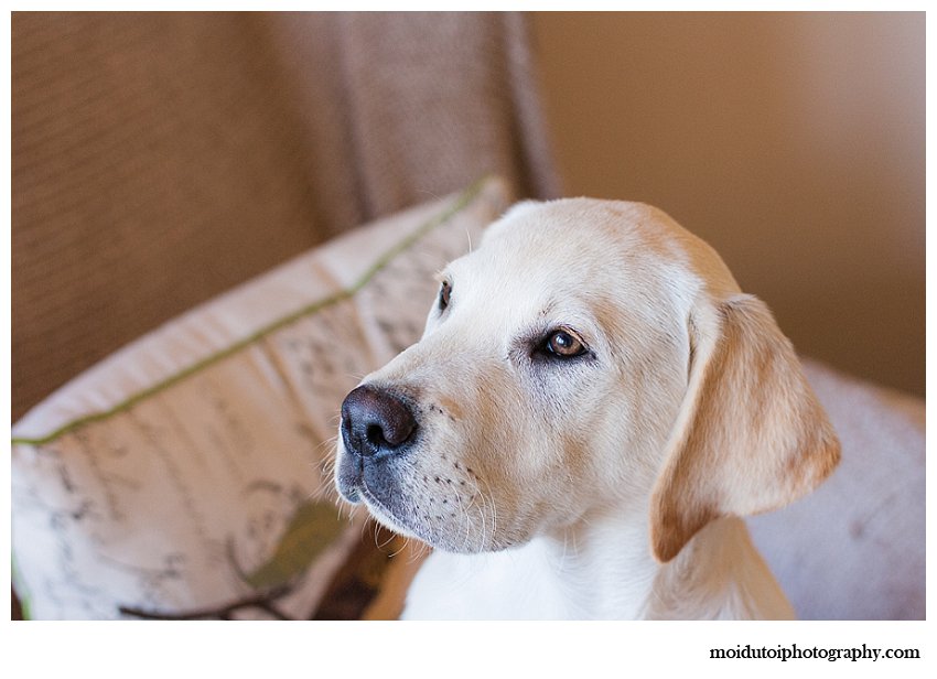 Yellow labrador puppy