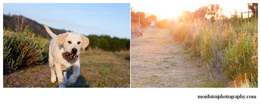 Yellow labrador puppy