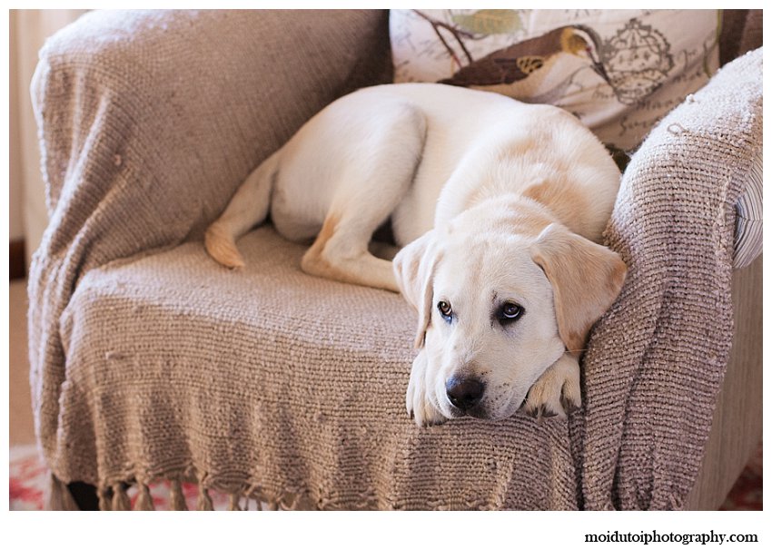Golden labrador puppy