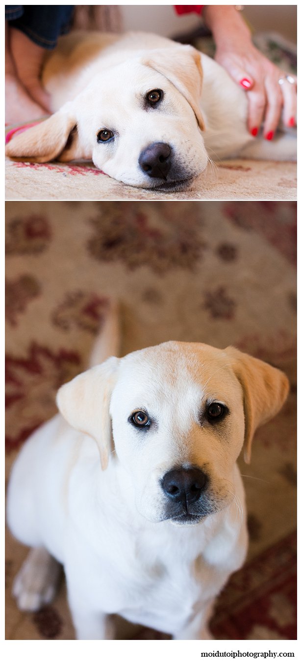 Labrador puppy photography