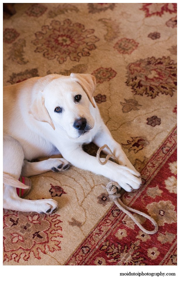 Labrador puppy photo session