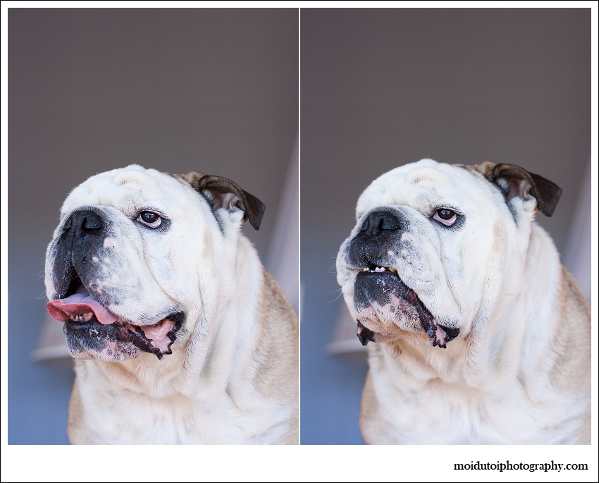 English bulldog