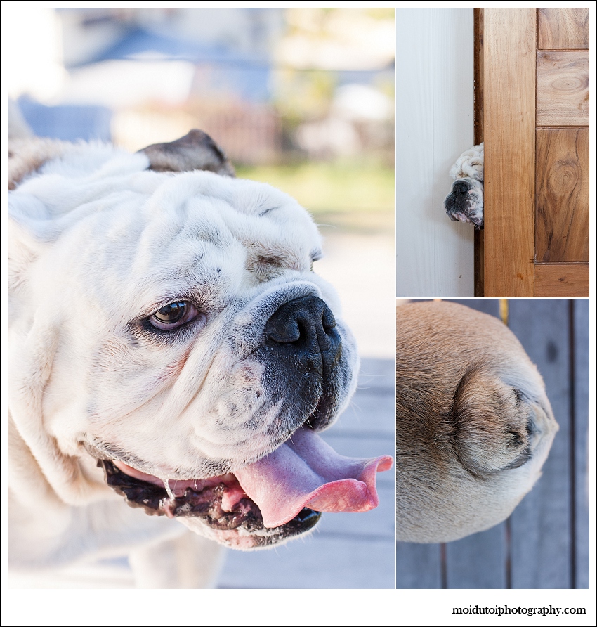 Bulldog on the deck photo session