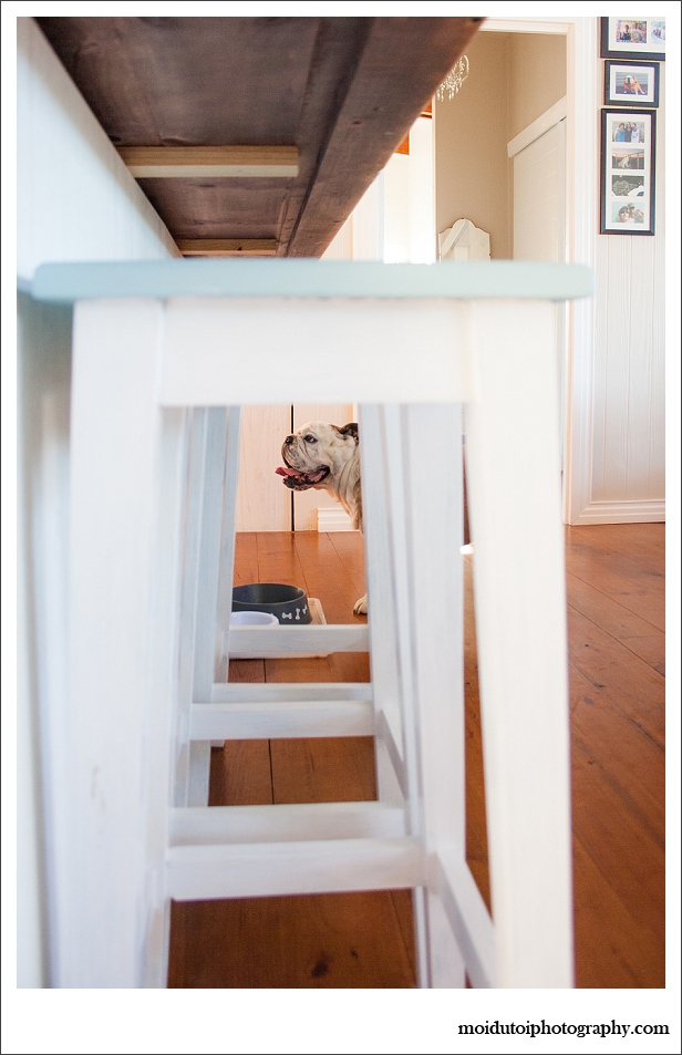 Being a bulldog is thirsty work...