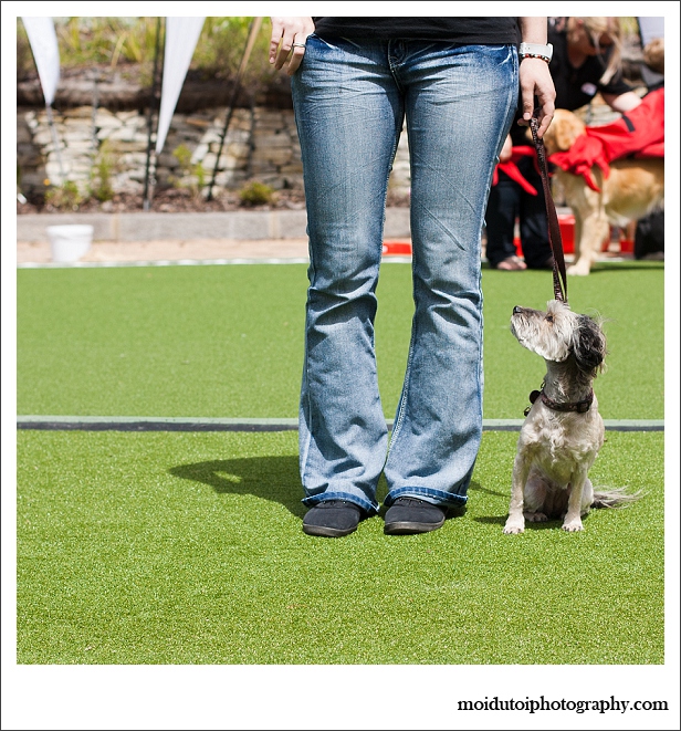 Winner of the obedience category