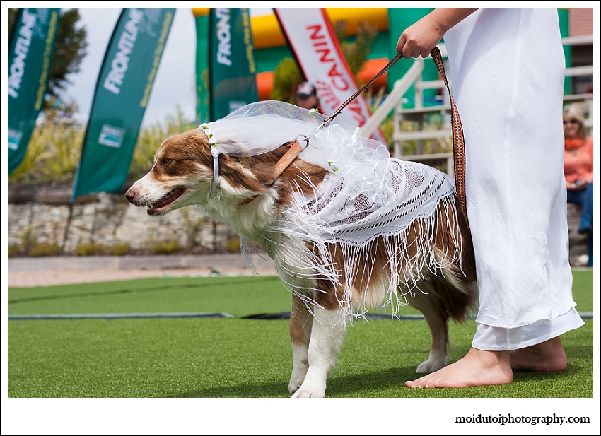 Fancy dress dog show
