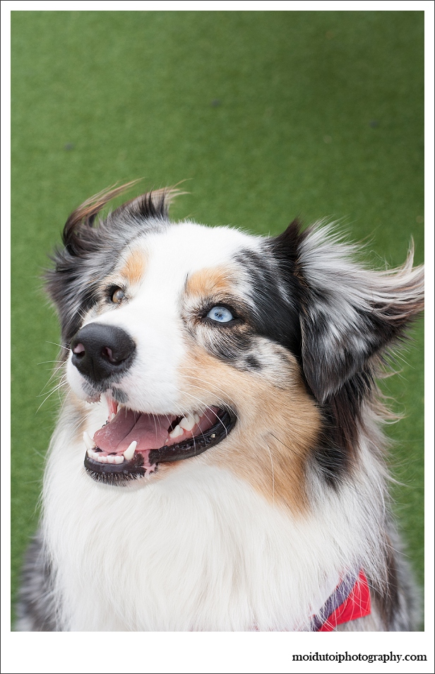 Simola dog show -6389