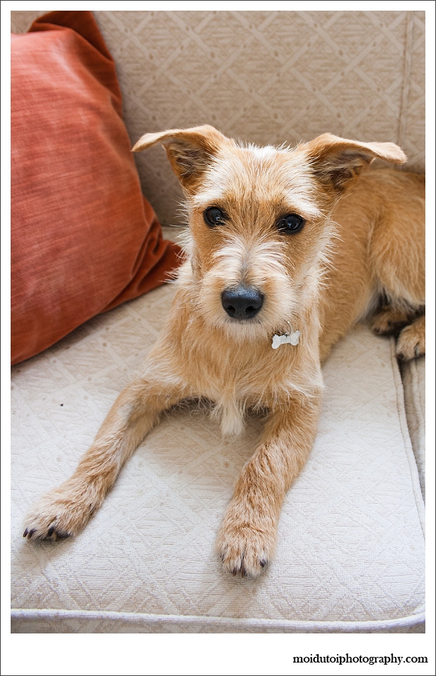 Pixel Terrier mix-5761