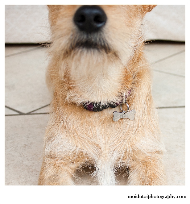 Pixel Terrier mix-5804