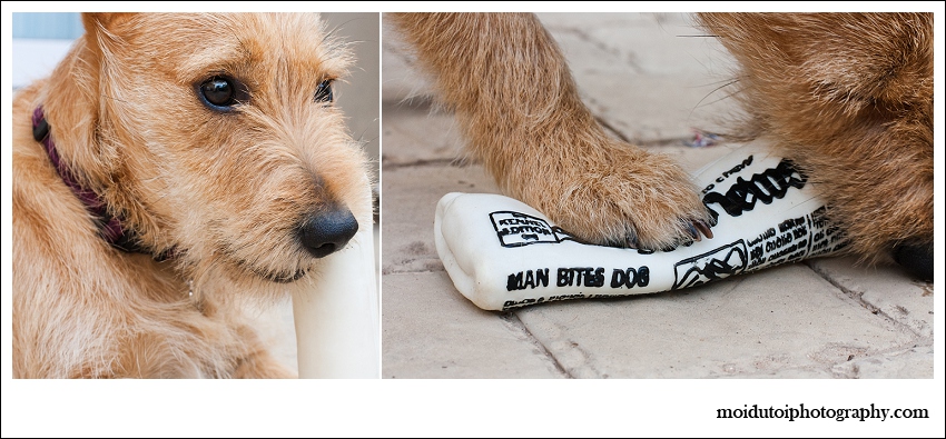 Pixel Terrier mix-5896