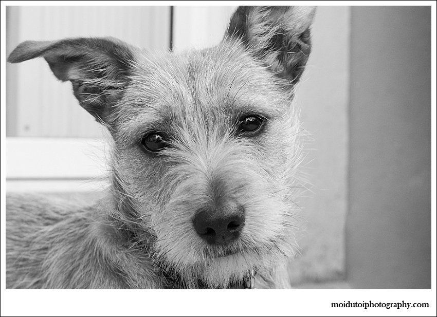 Pixel Terrier mix-5899