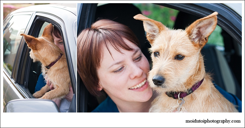 Terrier riding in the car