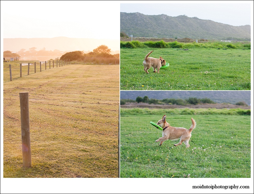 Pixel Terrier mix-6064