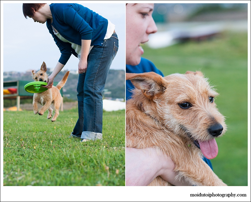 Pixel Terrier mix-6148