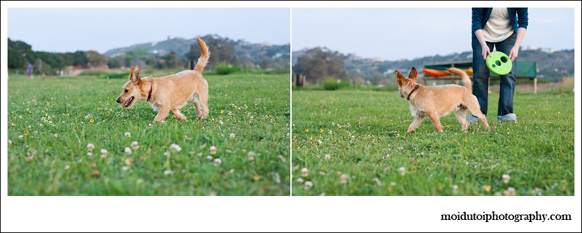 Pixel Terrier mix-6153