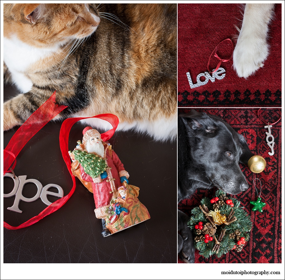 Christmas pets, moi du toi photography