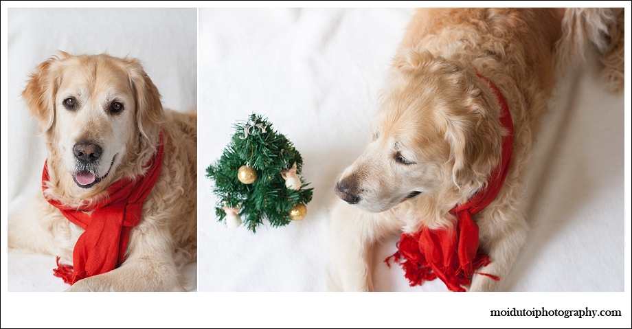 Golden retriever, dogs, pet photography, Christmas dogs, Christmas pets, pet photography south africa