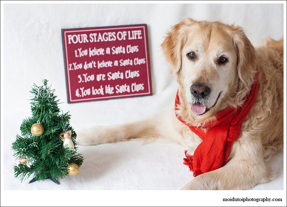 Golden retriever, dogs, pet photography, Christmas dogs, Christmas pets, pet photography south africa, Santa