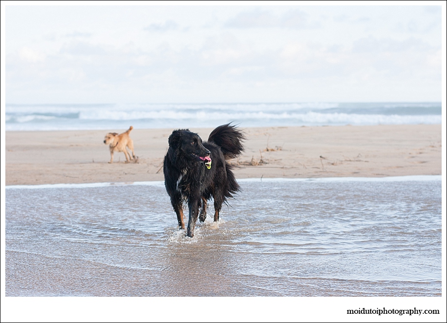 Dogs, beach, western Cape, pet photography